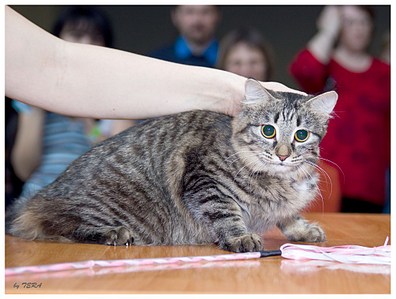 click for enlarge 1015 X 768 154.2 Kb picture