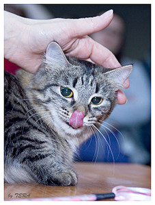 click for enlarge 1918 X 2527 734.2 Kb picture