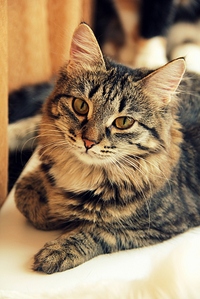 click for enlarge 683 X 1024 332.3 Kb picture