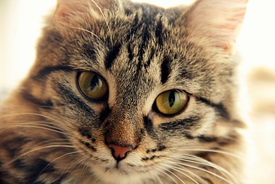 click for enlarge 1024 X 683 312.0 Kb picture