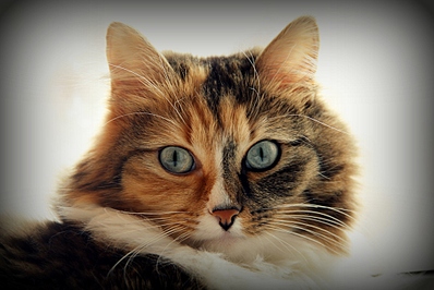 click for enlarge 1024 X 683 273.5 Kb picture