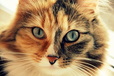 click for enlarge 1024 X 683 353.8 Kb picture