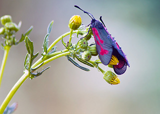 click for enlarge 960 X 684 121.9 Kb picture