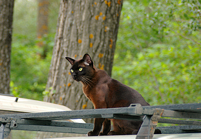click for enlarge 850 X 589 493.2 Kb picture