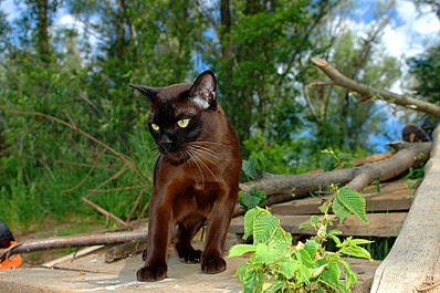 click for enlarge 850 X 565 533.7 Kb picture