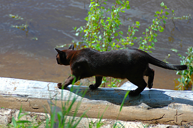click for enlarge 850 X 565 489.5 Kb picture