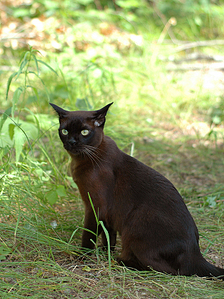 click for enlarge 636 X 850 555.4 Kb picture