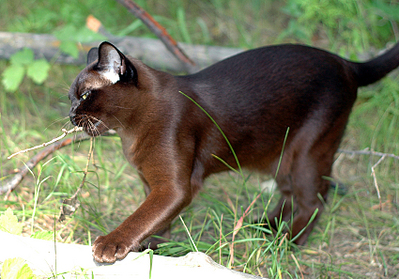 click for enlarge 850 X 593 458.3 Kb picture
