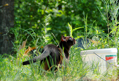 click for enlarge 1000 X 683 871.7 Kb picture