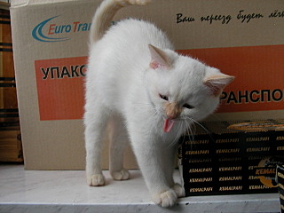 click for enlarge 640 X 480 97.1 Kb picture
