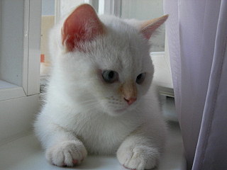 click for enlarge 640 X 480 70.5 Kb picture