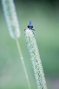 click for enlarge 598 X 900 115.7 Kb picture