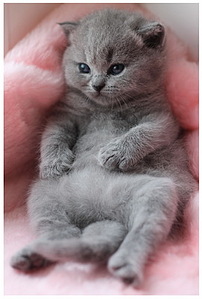 click for enlarge 270 X 400 55.9 Kb picture