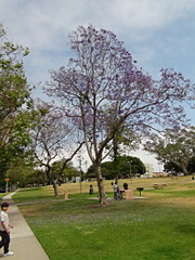 click for enlarge 1584 X 2112 863.9 Kb picture