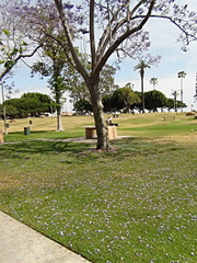 click for enlarge 1584 X 2112 405.3 Kb picture