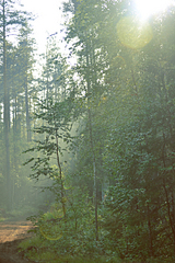 click for enlarge 800 X 1200 184.5 Kb picture