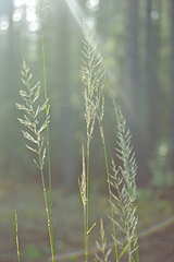 click for enlarge 800 X 1200 510.8 Kb picture