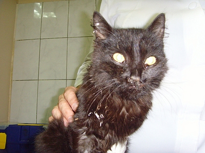 click for enlarge 1024 X 768 455.6 Kb picture