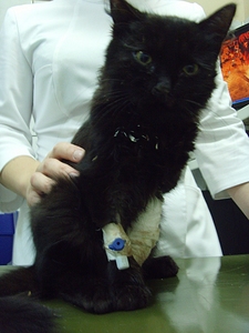 click for enlarge 768 X 1024 436.5 Kb picture