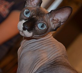 click for enlarge 960 X 848 107.6 Kb picture