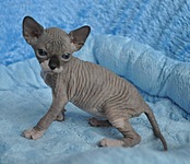 click for enlarge 807 X 694 127.5 Kb picture