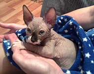 click for enlarge 807 X 634 123.0 Kb picture