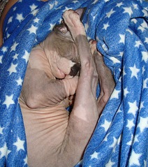 click for enlarge 715 X 807 257.2 Kb picture