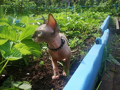 click for enlarge 807 X 605 193.4 Kb picture