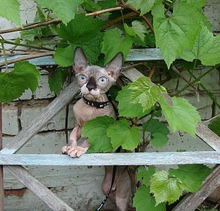 click for enlarge 806 X 776 258.5 Kb picture