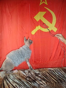 click for enlarge 768 X 1024 256.9 Kb picture