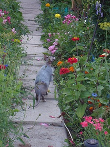 click for enlarge 768 X 1024 294.9 Kb picture