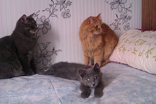 click for enlarge 1920 X 1280 519.2 Kb picture