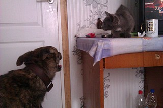 click for enlarge 1920 X 1280 510.1 Kb picture