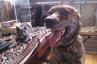 click for enlarge 1920 X 1280 513.0 Kb picture