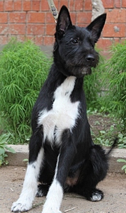 click for enlarge 406 X 683 151.7 Kb picture