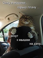 click for enlarge 440 X 586  41.7 Kb picture