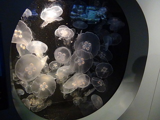 click for enlarge 1920 X 1440 495.8 Kb picture