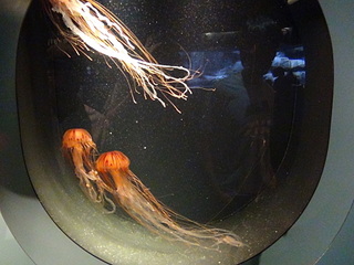 click for enlarge 1920 X 1440 587.2 Kb picture