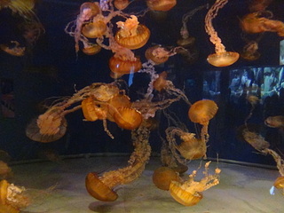 click for enlarge 1920 X 1440 573.7 Kb picture