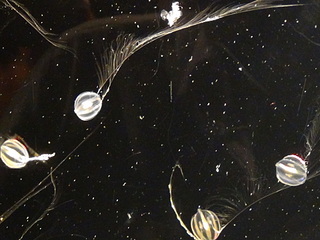 click for enlarge 1920 X 1440 531.9 Kb picture