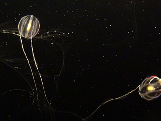 click for enlarge 1920 X 1440 395.9 Kb picture