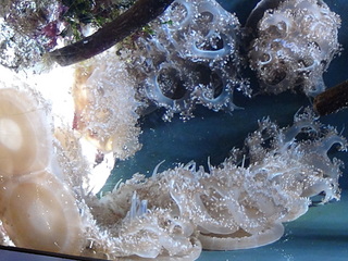 click for enlarge 1920 X 1440 670.4 Kb picture