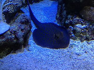 click for enlarge 1920 X 1440 1011.8 Kb picture