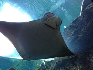 click for enlarge 1920 X 1440 546.1 Kb picture