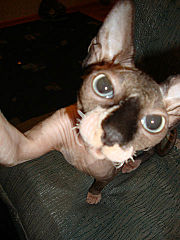 click for enlarge 360 X 480 32.6 Kb picture