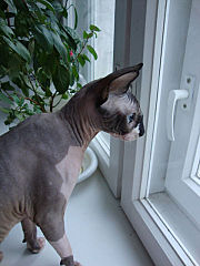 click for enlarge 360 X 480 30.8 Kb picture