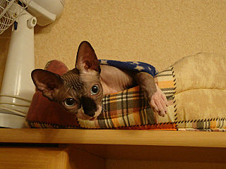 click for enlarge 640 X 480 56.6 Kb picture