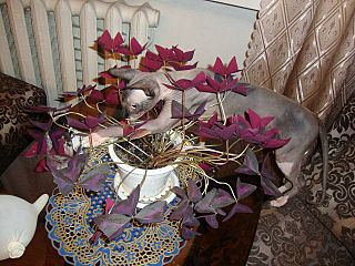 click for enlarge 640 X 480 94.5 Kb picture