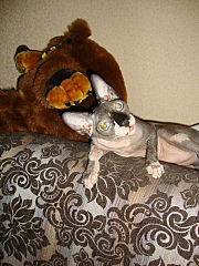 click for enlarge 360 X 480 48.3 Kb picture