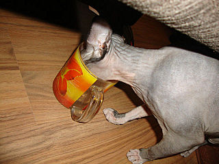 click for enlarge 640 X 480 60.5 Kb picture